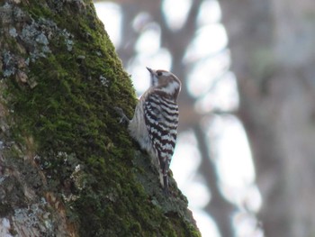Japanese Pygmy Woodpecker(seebohmi) 野幌森林公園 Thu, 2/13/2020