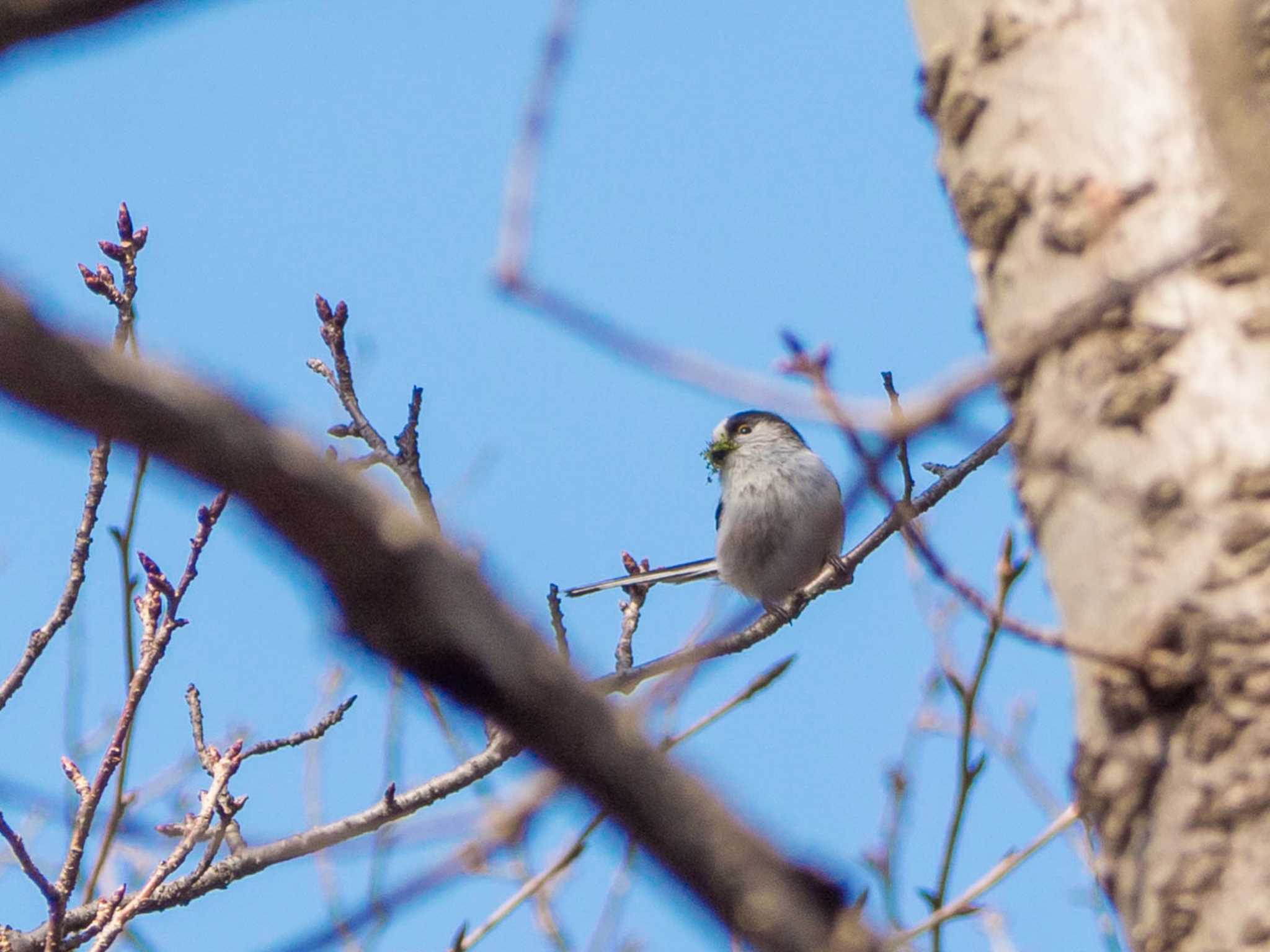 Photo of Long-tailed Tit at 新林公園 by Tosh@Bird
