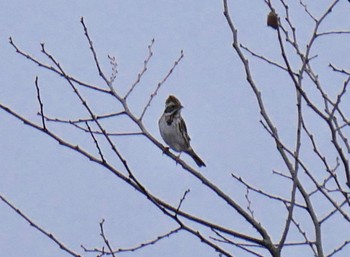 Eurasian Skylark 七里総合公園 Sat, 2/29/2020