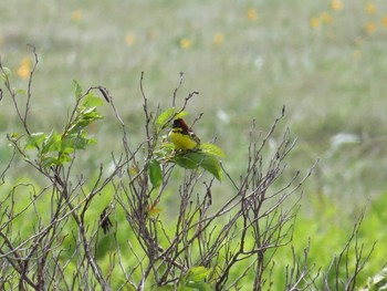 Yellow-breasted Bunting サロベツ湿原センター(サロベツ原生花園) Sat, 6/27/2015