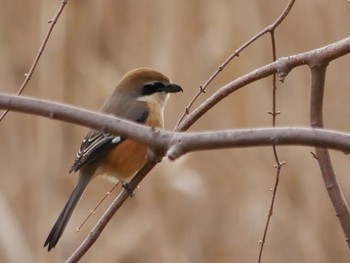 Bull-headed Shrike 七里総合公園 Sat, 2/29/2020