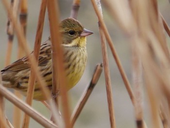 Masked Bunting 七里総合公園 Sat, 2/29/2020