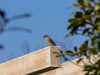 Eurasian Tree Sparrow 新林公園 Sat, 2/29/2020