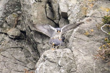 Peregrine Falcon Unknown Spots Sat, 2/29/2020