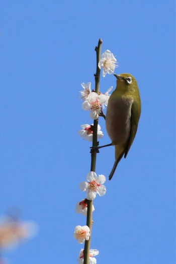 Warbling White-eye 大室公園 Sat, 2/29/2020