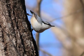 ゴジュウカラ 赤城山 2020年2月29日(土)