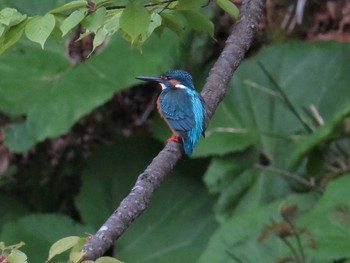 Common Kingfisher 札幌;北海道 Sat, 5/16/2015