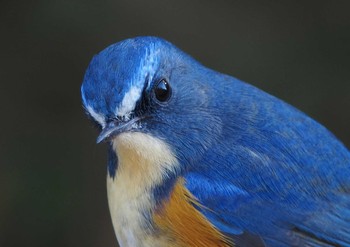 Red-flanked Bluetail 野山北公園 Sat, 1/16/2016