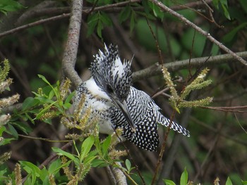 Crested Kingfisher 札幌;北海道 Sat, 5/16/2015