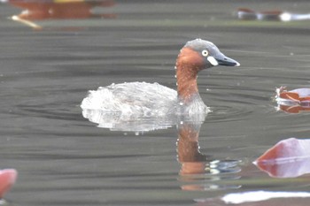 カイツブリ 三木山森林公園 2020年2月29日(土)