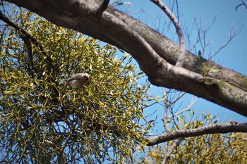 Japanese Waxwing 大室公園 Sat, 2/29/2020