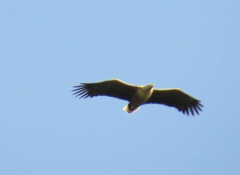 White-tailed Eagle 石狩;北海道 Sun, 6/7/2015