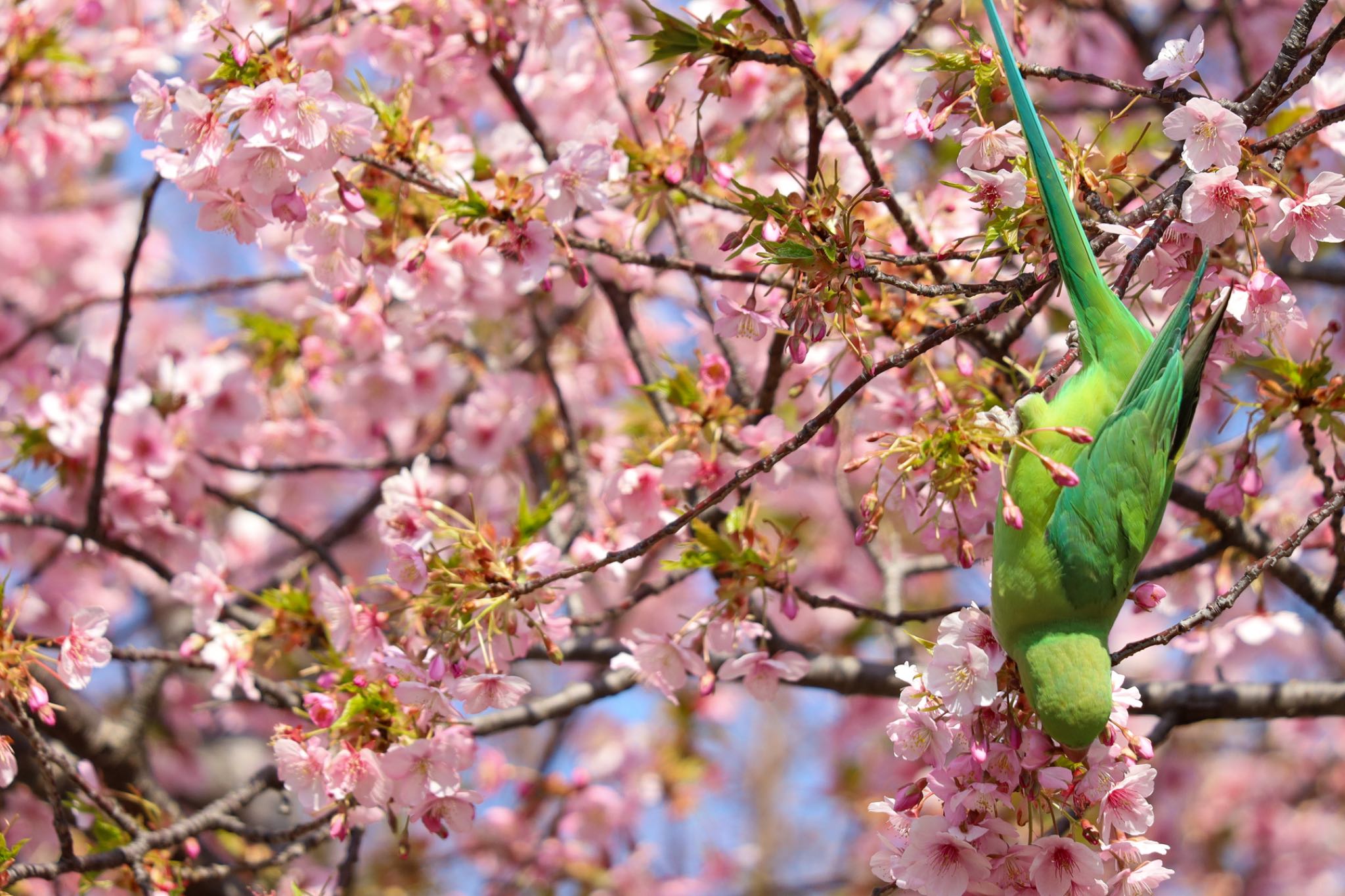 東京都渋谷区 ワカケホンセイインコの写真 by amachan