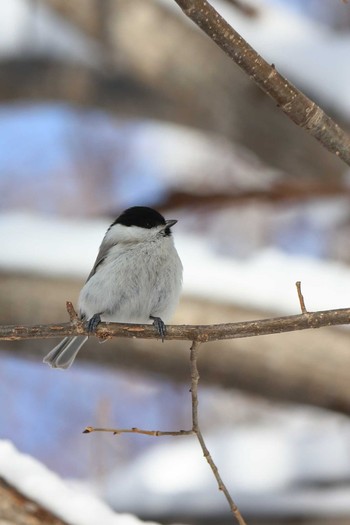 Marsh Tit 円山公園　円山・山頂 Sat, 2/29/2020