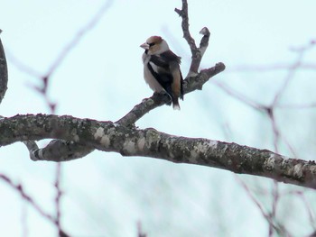 2020年2月29日(土) 鵡川陸橋の野鳥観察記録