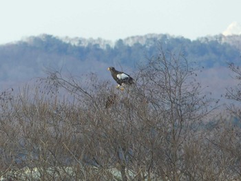 2020年2月29日(土) 鵡川河口の野鳥観察記録