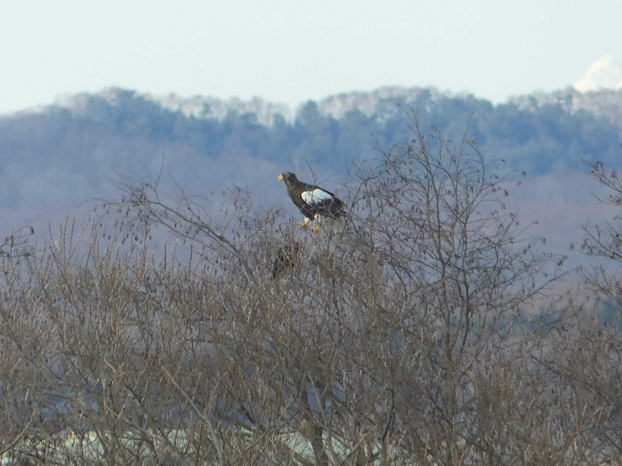 Steller's Sea Eagle