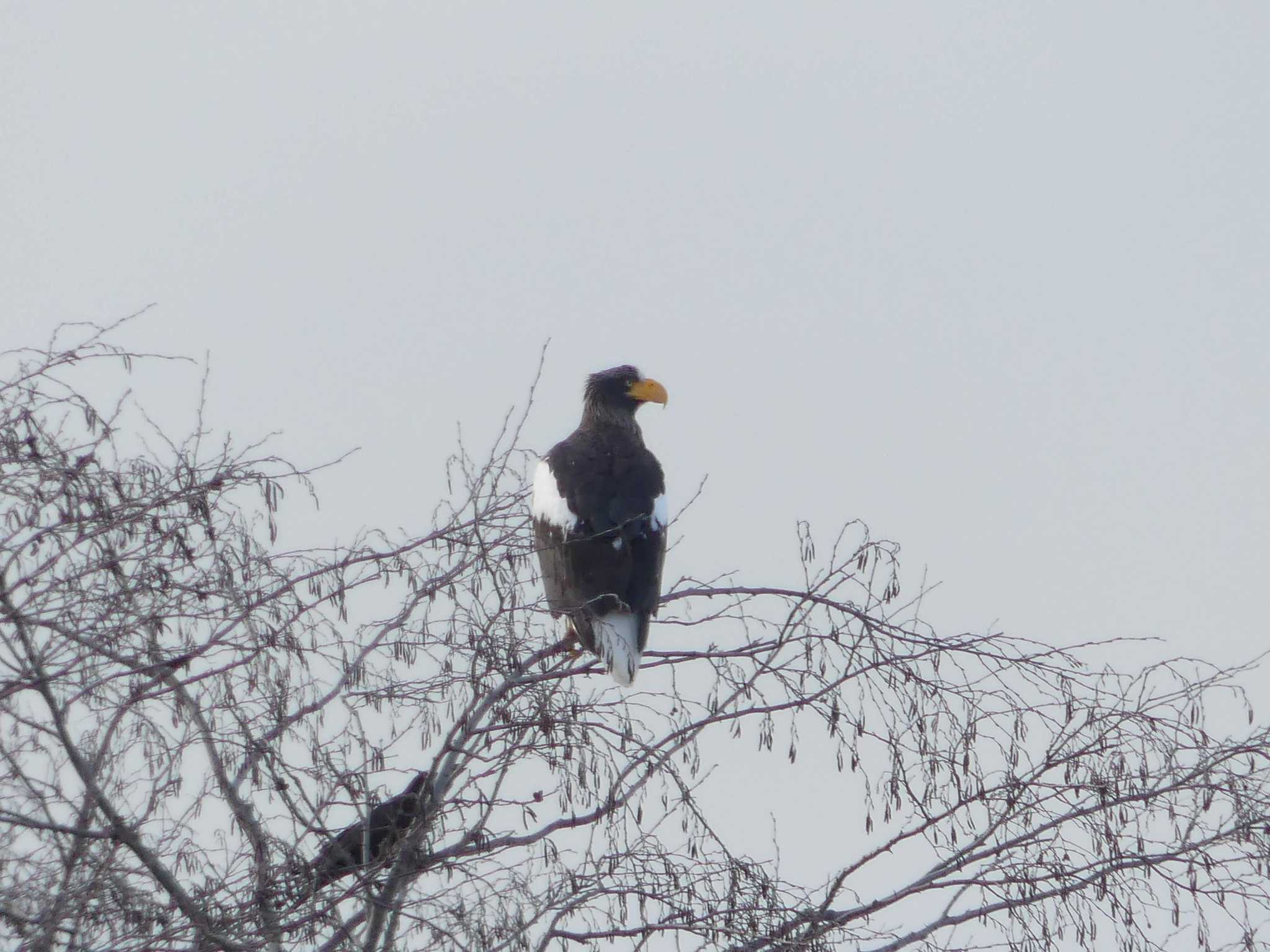 Steller's Sea Eagle