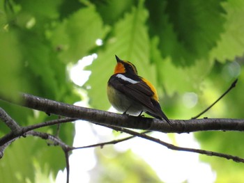 Narcissus Flycatcher 札幌;北海道 Thu, 6/11/2015