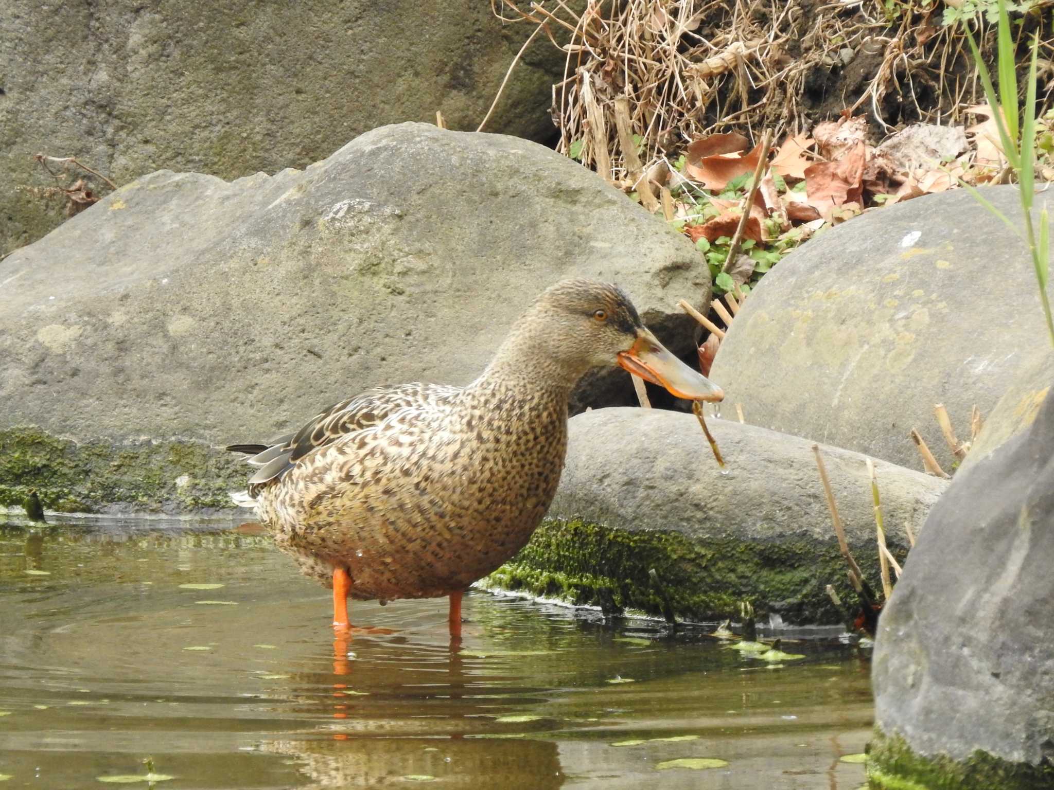 日比谷公園 ハシビロガモの写真 by TK2