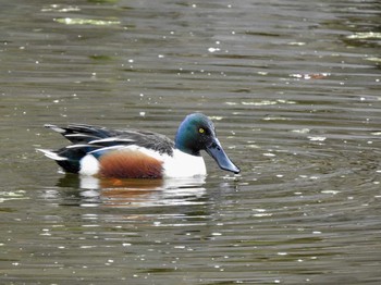 2020年2月25日(火) 日比谷公園の野鳥観察記録