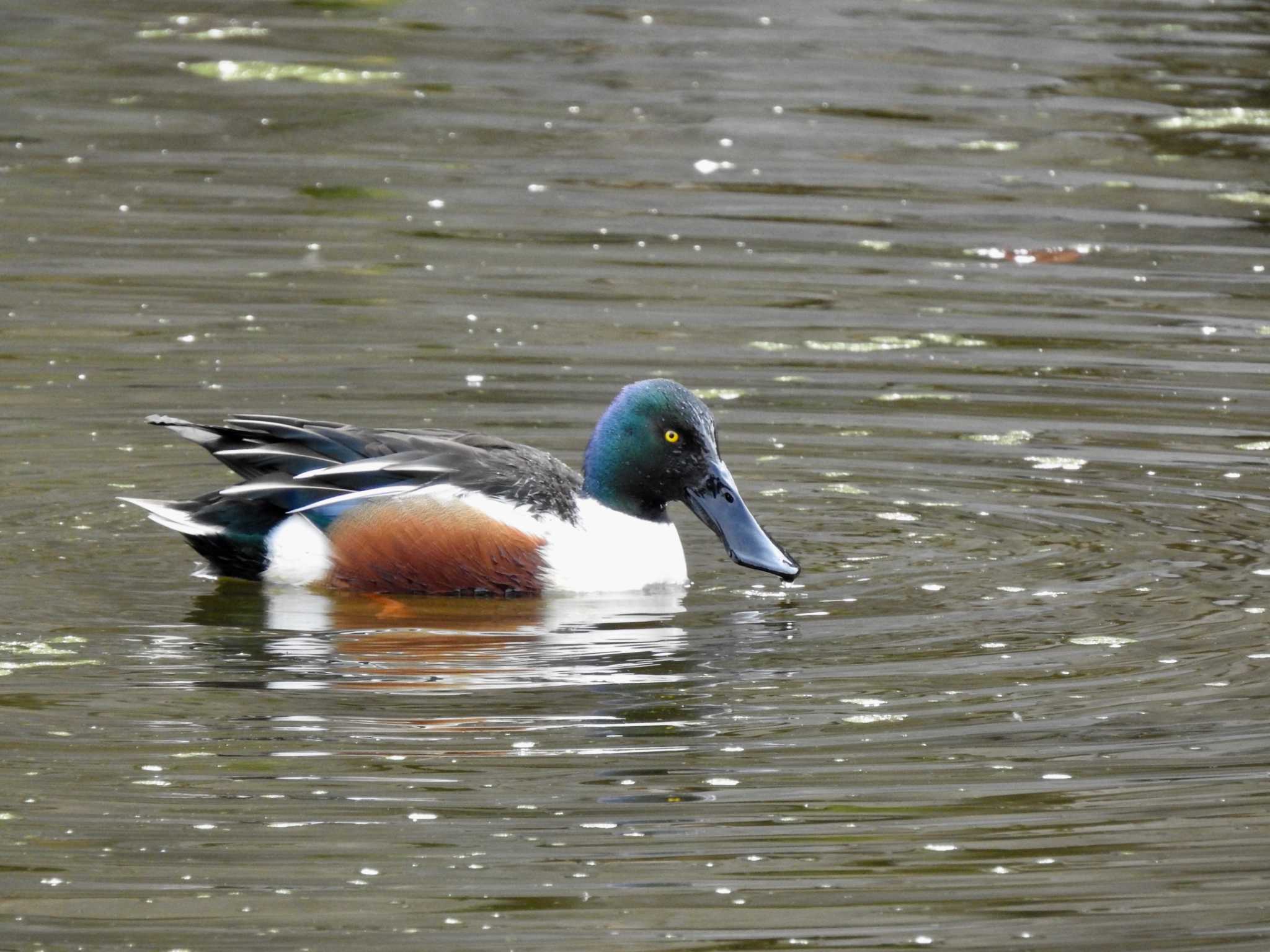 日比谷公園 ハシビロガモの写真 by TK2