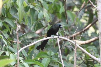 Racket-tailed Treepie trat thailand Fri, 3/11/2016