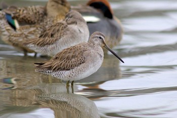 Long-billed Dowitcher Isanuma Sat, 2/29/2020