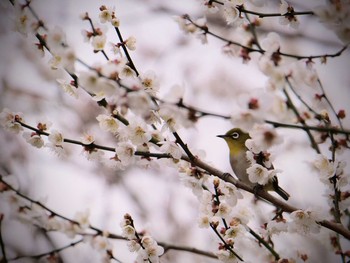 メジロ 北本自然観察公園 2020年2月29日(土)