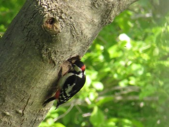 Great Spotted Woodpecker(japonicus) 石狩;北海道 Sun, 6/7/2015
