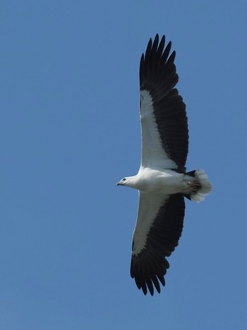 White-bellied Sea Eagle Pasir Ris Park (Singapore) Sat, 2/29/2020