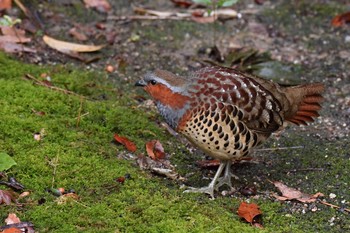 Chinese Bamboo Partridge