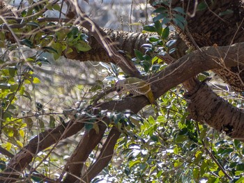 Japanese Green Woodpecker 新林公園 Sat, 2/29/2020
