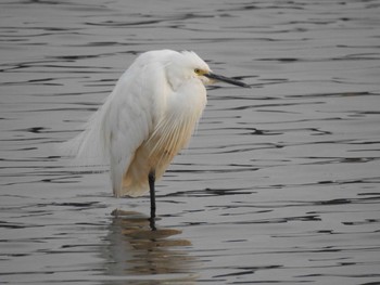 Sat, 2/29/2020 Birding report at 多々良沼