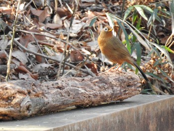 2020年2月29日(土) 嶺公園の野鳥観察記録