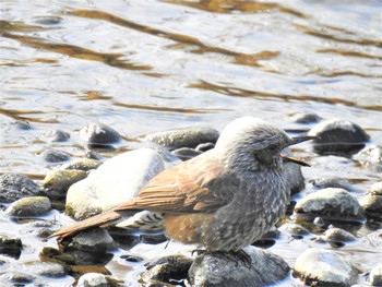 2020年2月29日(土) 境御嶽山自然の森公園の野鳥観察記録