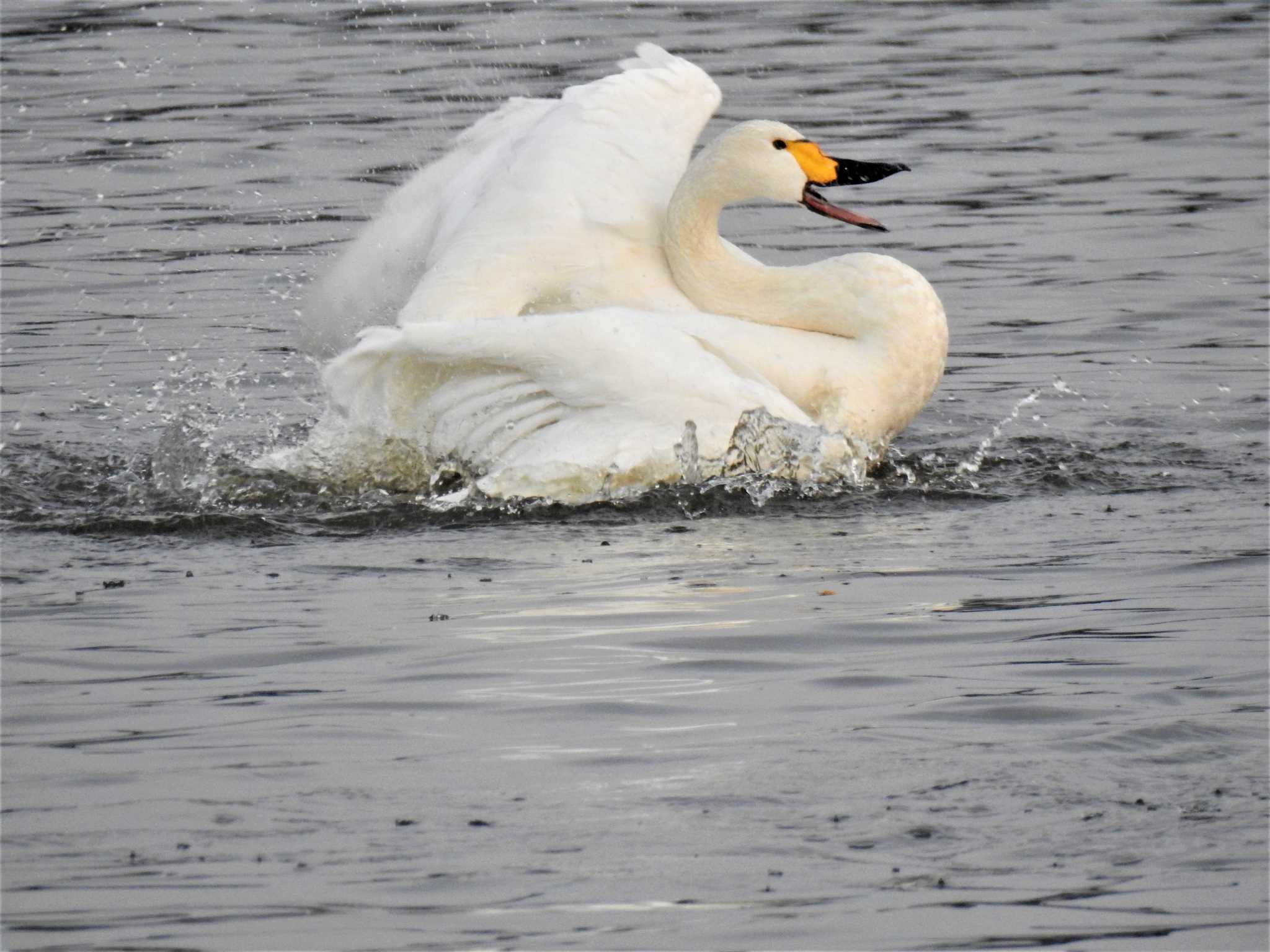 Photo of Tundra Swan at 多々良沼 by rin