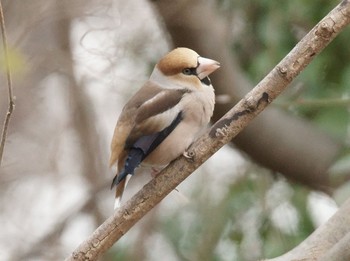 2020年2月20日(木) 海老名の野鳥観察記録