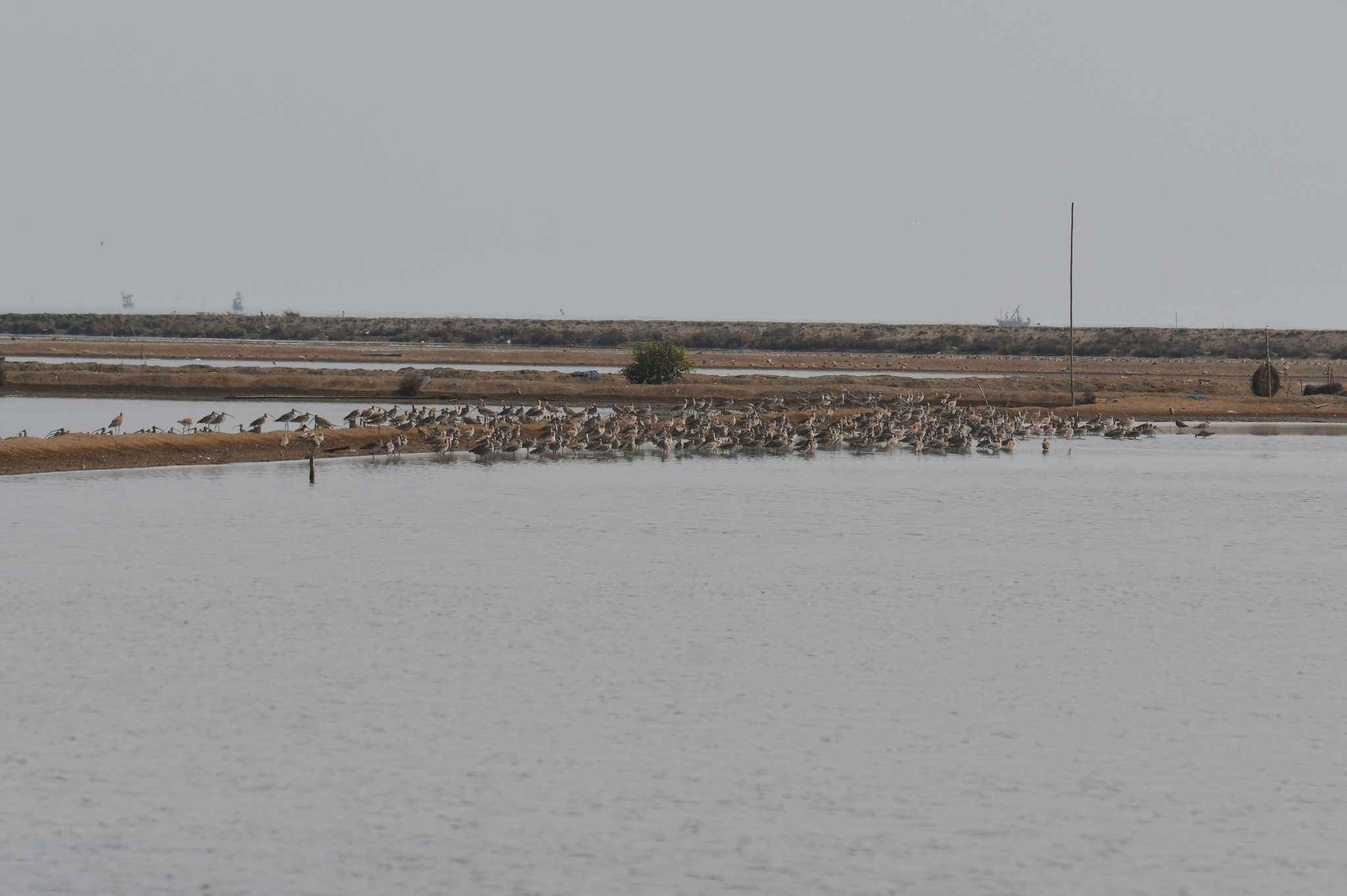 Eurasian Curlew