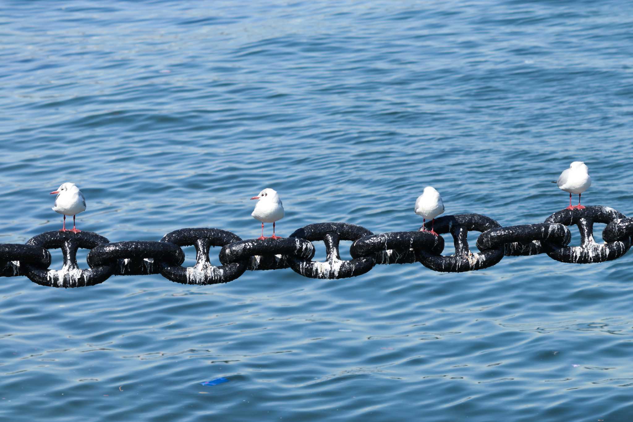 Black-headed Gull