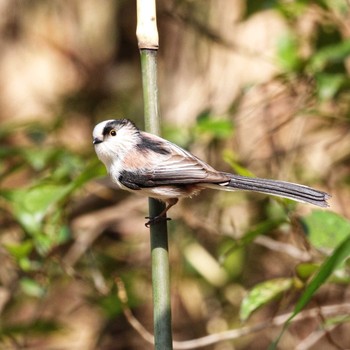 Sat, 2/29/2020 Birding report at 武蔵丘陵森林公園