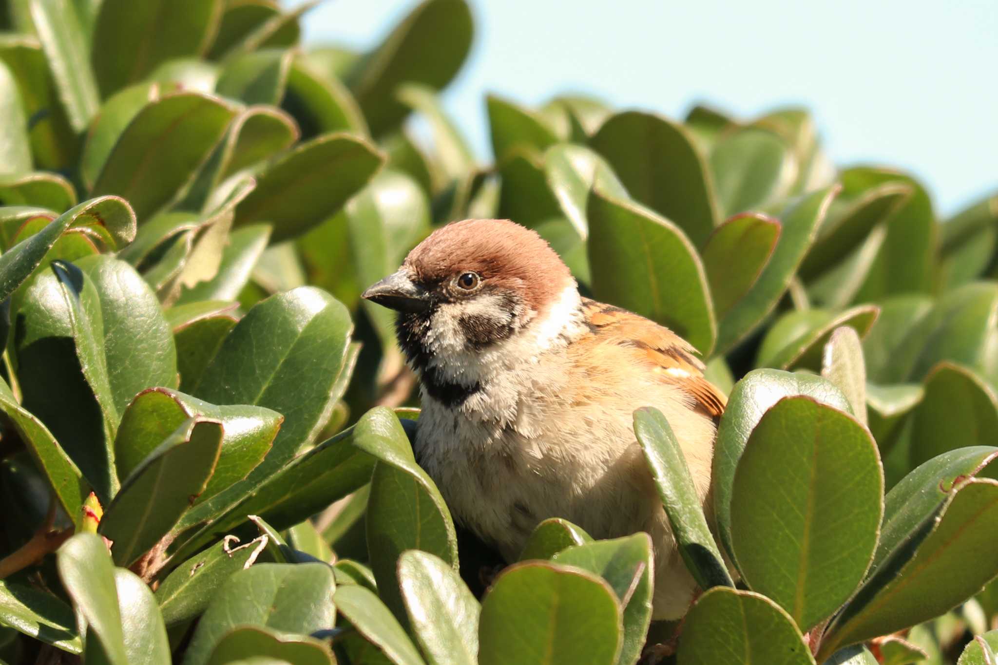 Eurasian Tree Sparrow