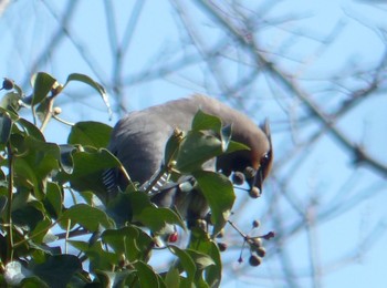 2020年2月29日(土) 東高根森林公園の野鳥観察記録