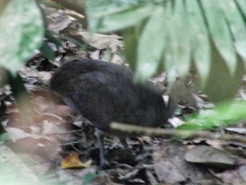 Great Tinamou