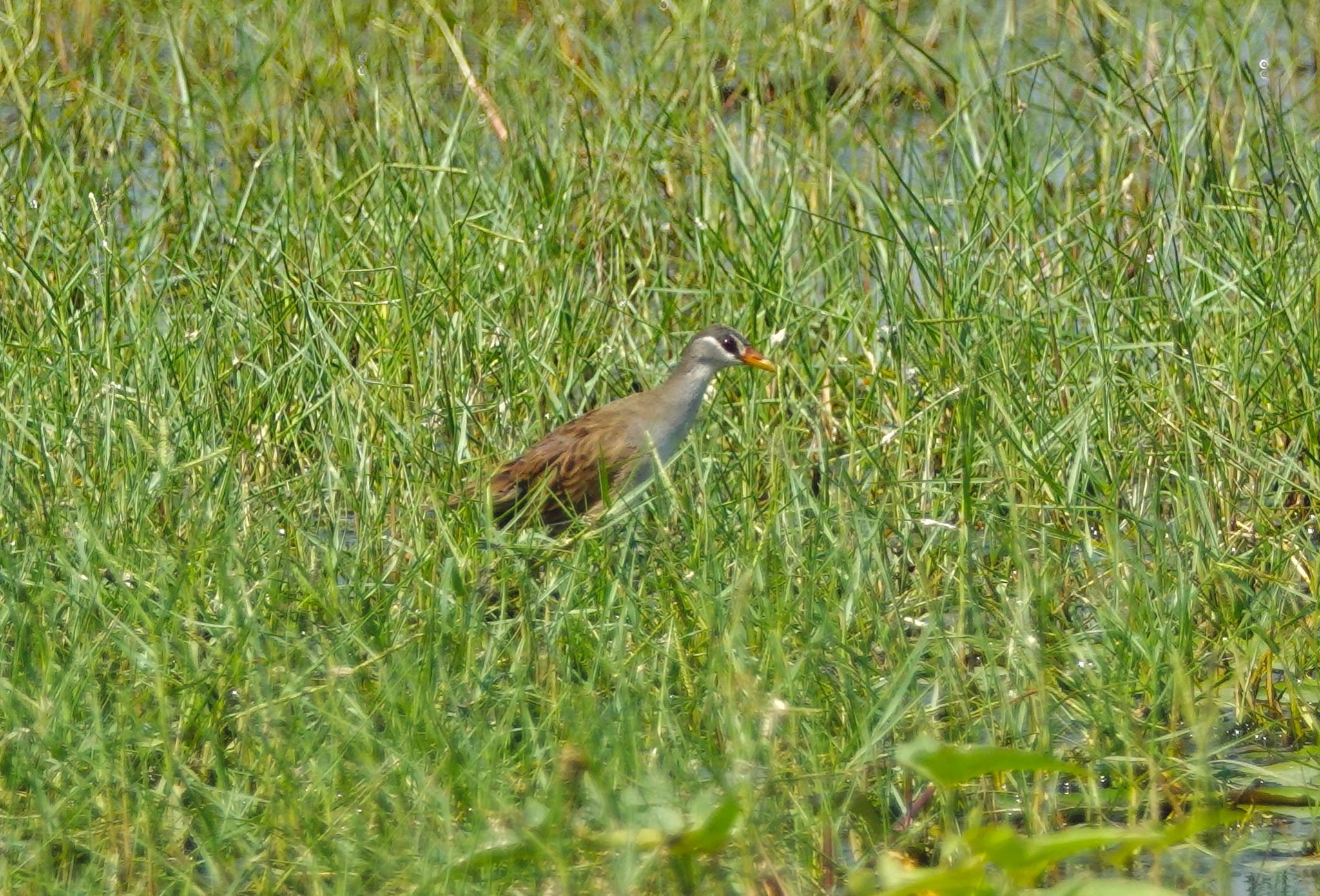 タイ中部 マミジロクイナの写真 by のどか