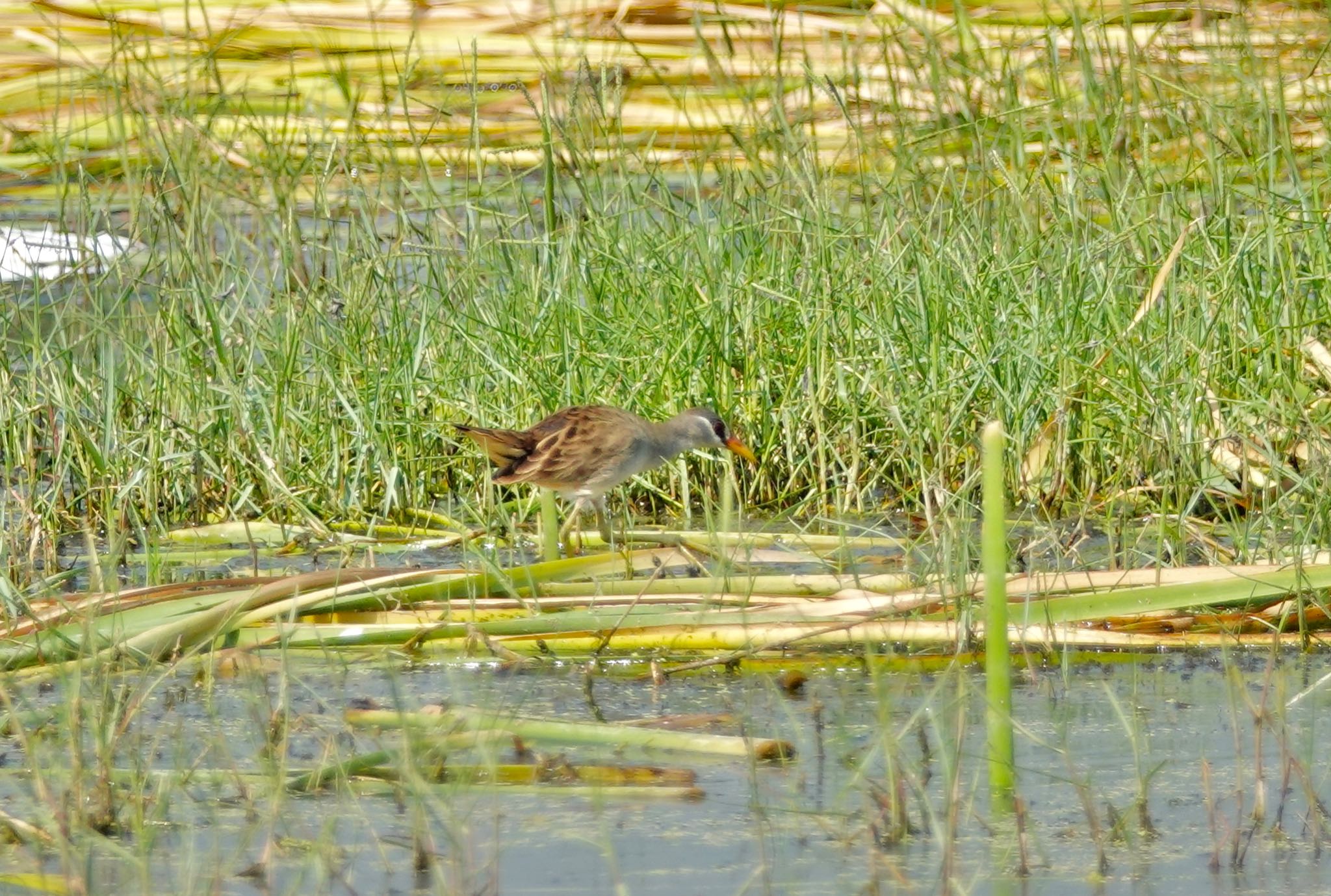 Photo of White-browed Crake at タイ中部 by のどか