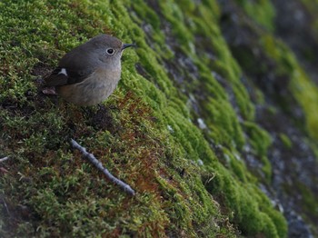 Daurian Redstart Unknown Spots Sun, 3/1/2020