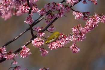 メジロ 舎人公園 2020年3月1日(日)