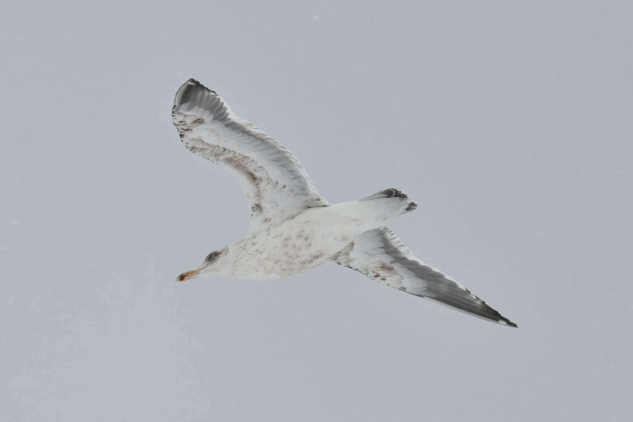 Photo of Slaty-backed Gull at 石狩川河口 by mike2475