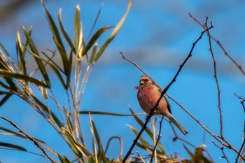 Siberian Long-tailed Rosefinch 市民鹿島台いこいの森 Sun, 3/1/2020